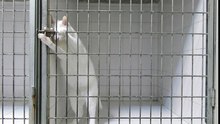 Enfermé dans une cage, le chat s’en sort tout seul