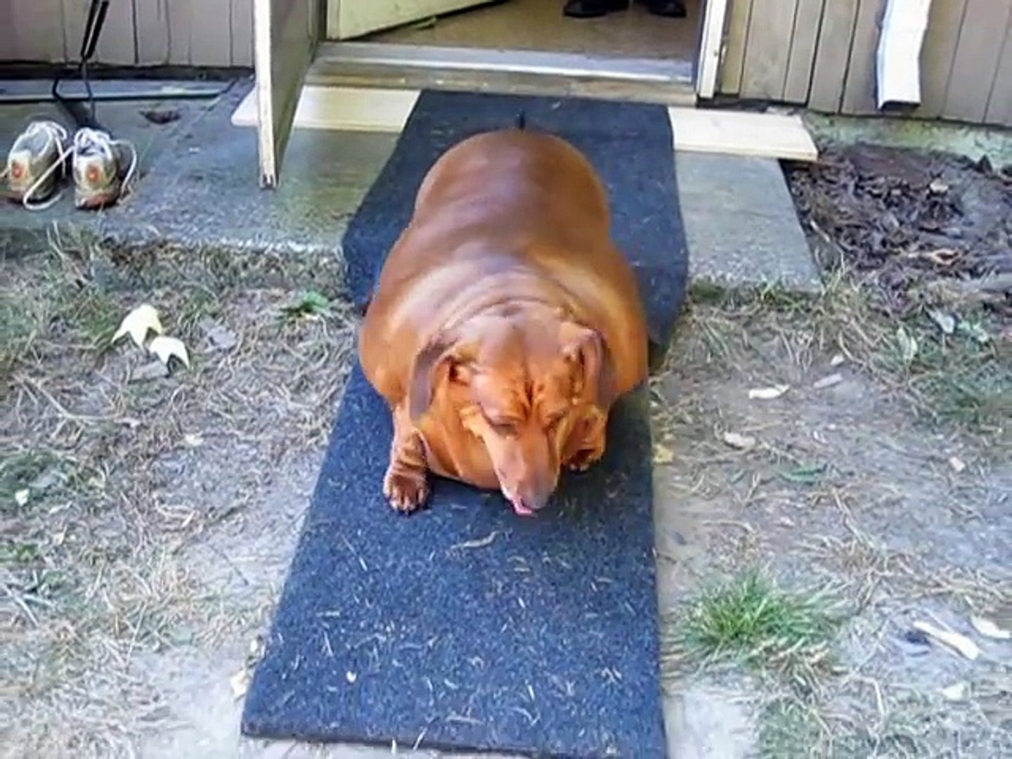 Le chien Obèse - Vidéo Dailymotion