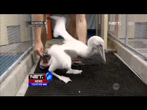 Kelahiran Bayi Pelikan Dalmation di Kebun Binatang San Diego - NET12