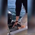 Ce phoque sauve sa peau en grimpant dans le bateau d'un touriste... Dingue