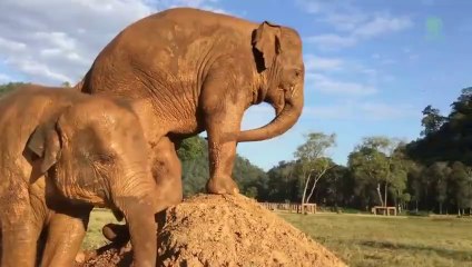 Cet éléphant n'aime pas qu'on le bouscule! Tiens mange mes fesses