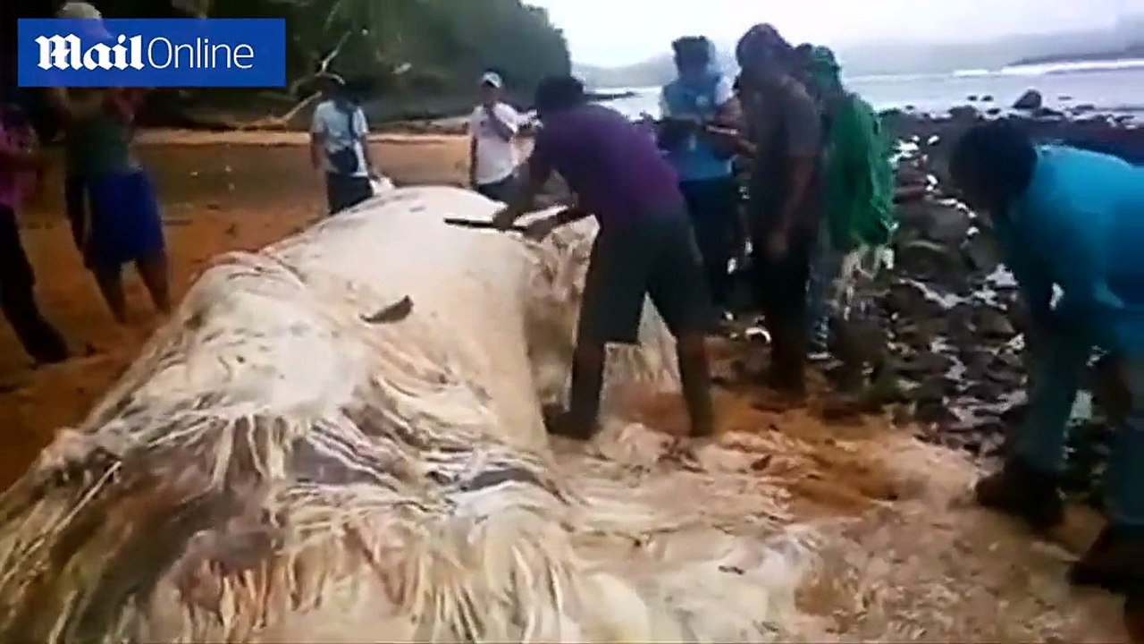 Creature from the deep: Just what is this mystery sea monster?