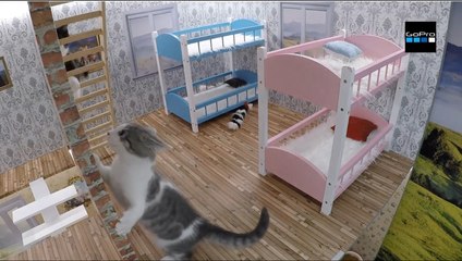 Icelandic Reality TV Show Promotes Cat Adoption