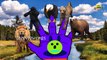 Гепард против Льва палец семья nursery английского языка 3D стишки | детям анимационные семья палец песни