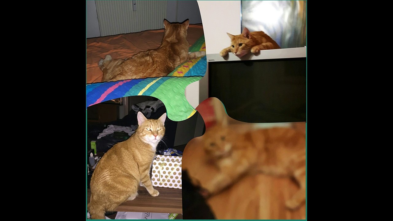 neue Bilder unserer Tiere Februar 2017