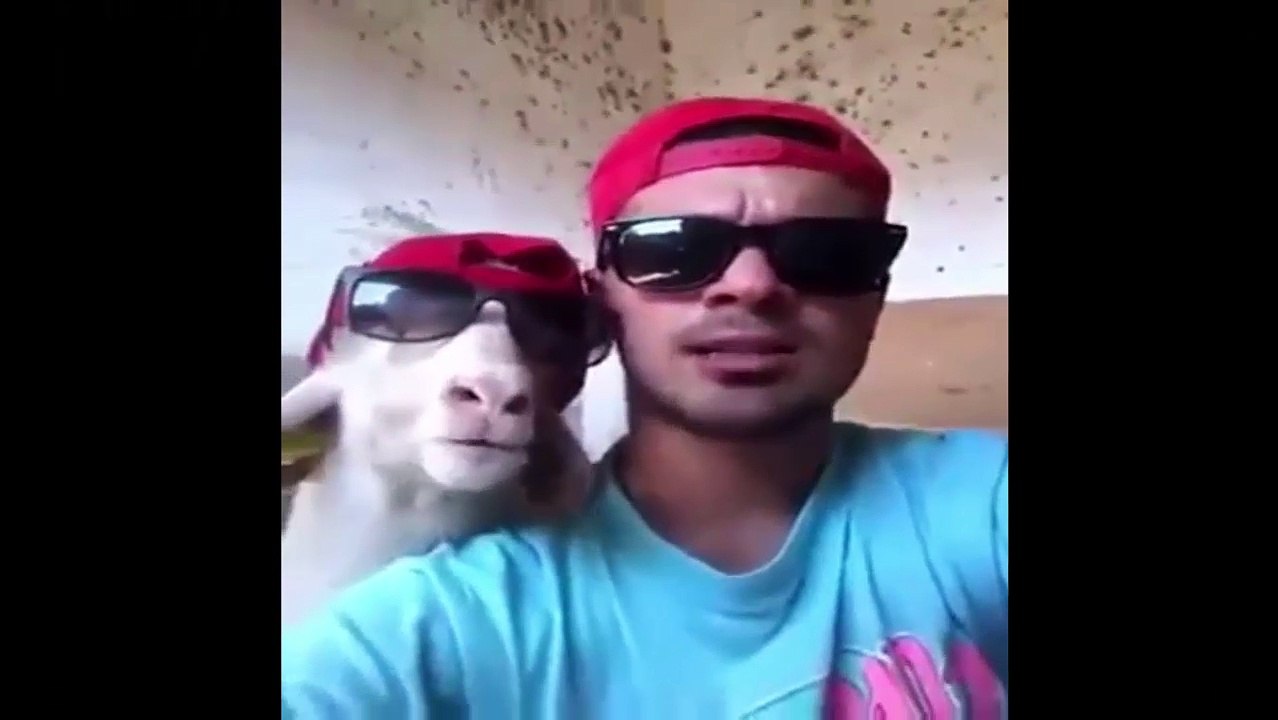 FUNNY GOAT AND MEN WITH SUNGLASSES