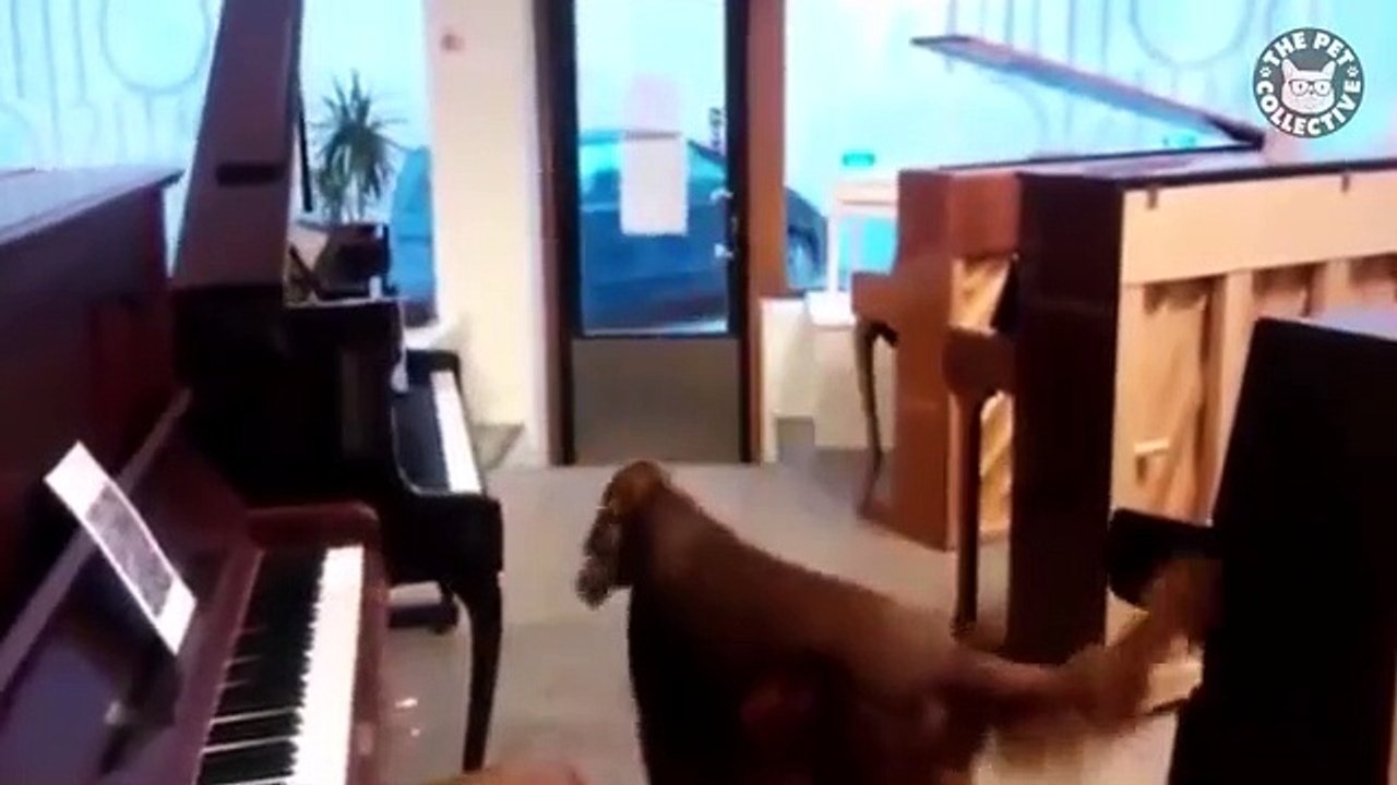 Funny pets
