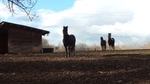 24 02 jeunes chevaux pottok