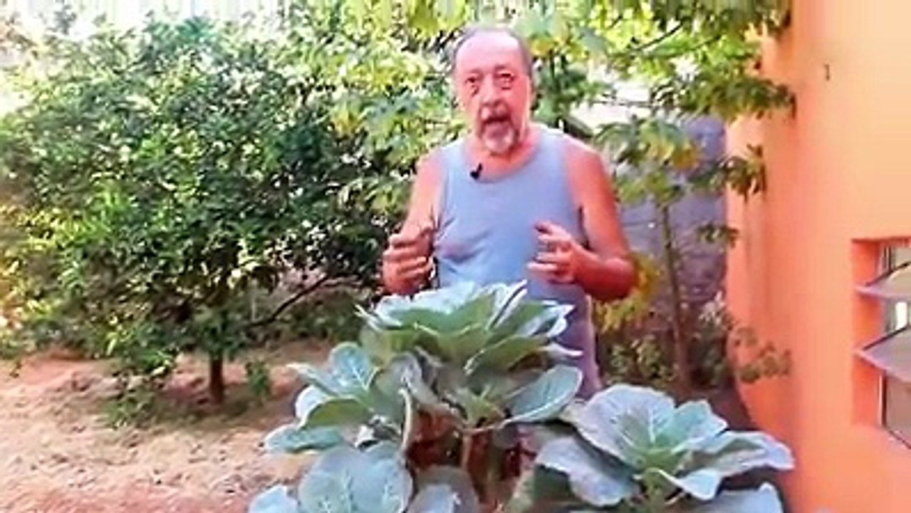 pulgão no couve