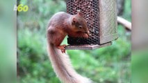 An Army of Volunteers is Requested to Save the U.K.'s Red Squirrels