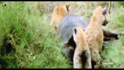 Os Mais Incríveis! - Fedorentos