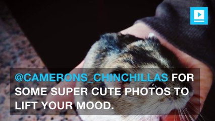 Make your day 100 percent better by looking at these adorable chinchillas