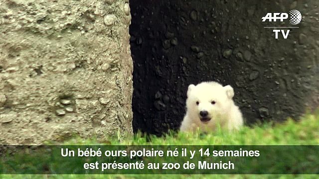 Un Bebe Ours Polaire Presente Au Zoo De Munich Video Dailymotion