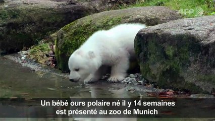 Un bébé ours polaire présenté au zoo de Munich