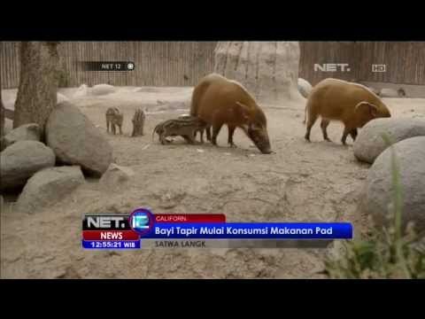 Tapir Berbulu Unik di California, Amerika Serikat - NET12