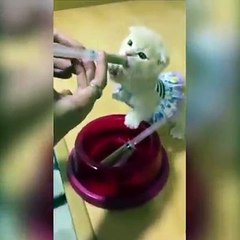 Cutie little kitten loves her drink so much