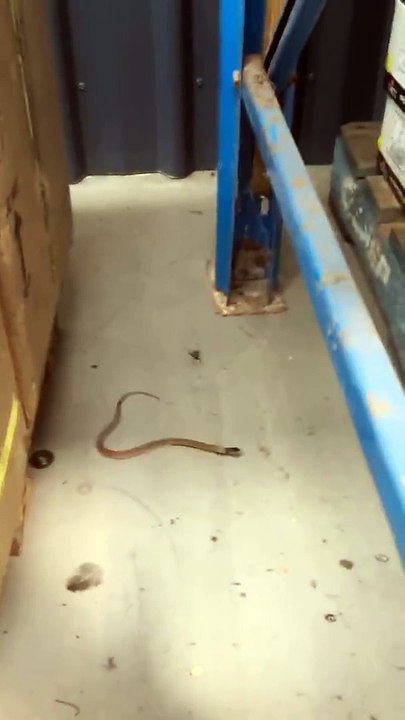 Une araignée combat un serpent