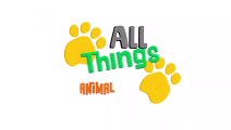 GOATS  Animals for children. Kids videos. Kindergarten   Preschool learning dq