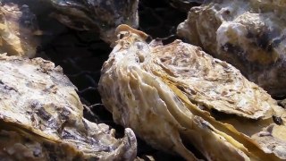 The way the Japanese people eating oysters