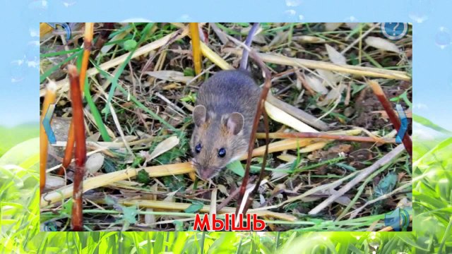 Мультфильм презентация Дикие животные и их звуки для детей