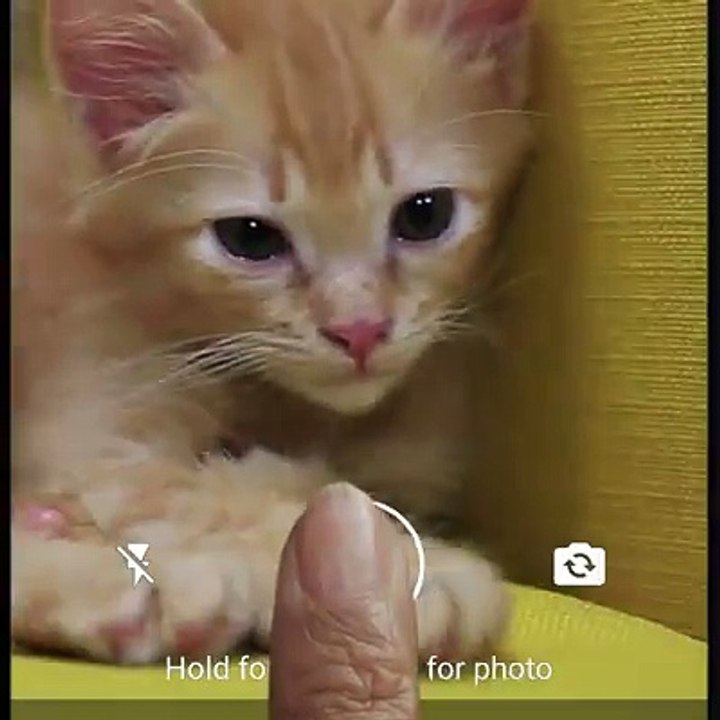 whatsapp launch new status feature for you