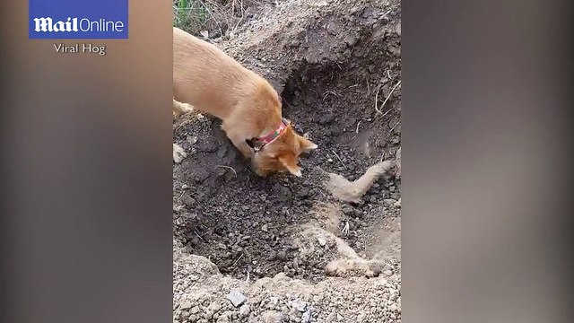 Xót xa hình ảnh chó anh chôn cất chó em bị xe hơi tông chết