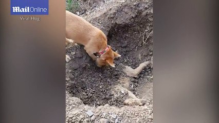 Xót xa hình ảnh chó anh chôn cất chó em bị xe hơi tông chết