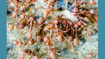 Rodent Removal Las Vegas NV