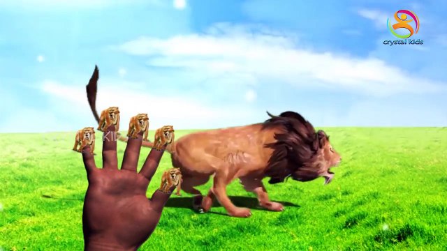 Lion,Tiger,Cheetah Finger Family 3d animals animated English rhymes Collection 2 hours vid