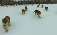 A Chinese Zoo Uses Drones To Help It's Siberian Tigers Lose Weight