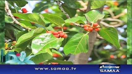 Subah Saverey Samaa Kay Saath | SAMAA TV | Madiha Naqvi | 25 Feb 2017