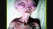 Alien Life (Pictures of Real Aliens) - ufo files - alien - files - area 51 files - extraterrestrial