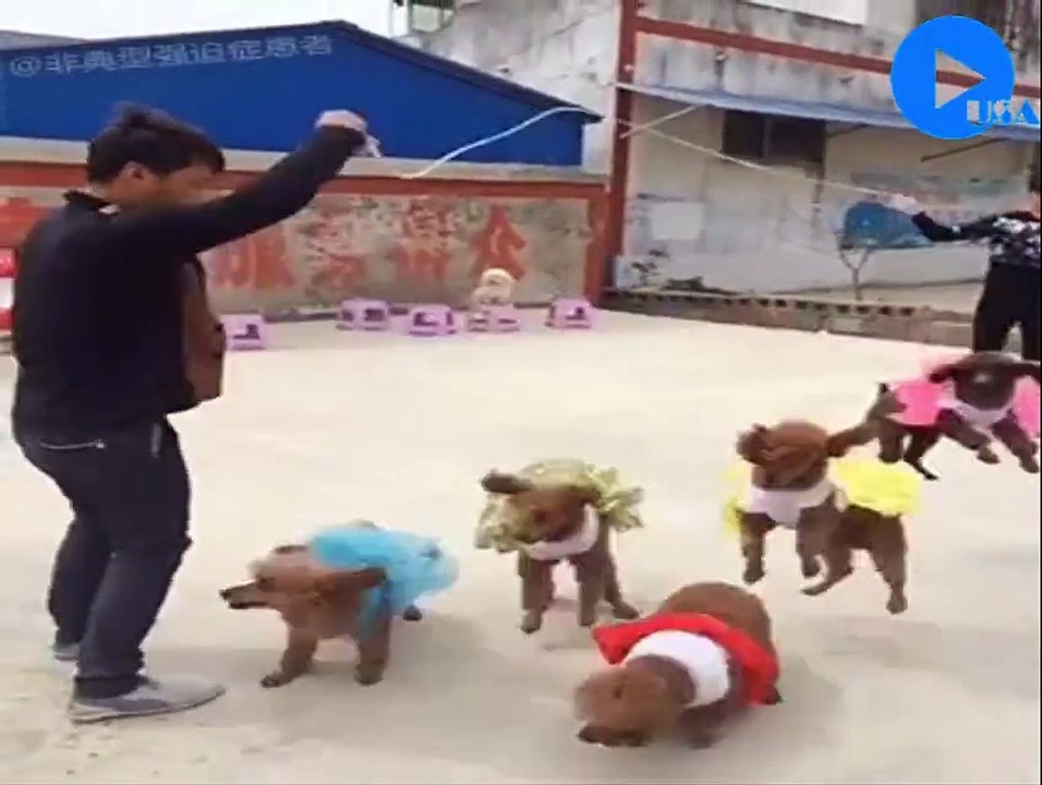 Lovely moments of pets. so funny