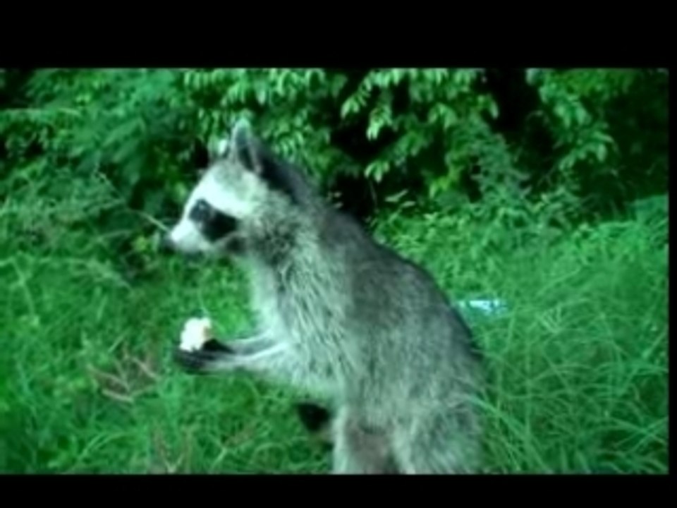 Rencontre avec les racoons