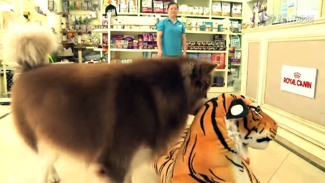 好奇实验室 笼子里的老虎会吓尿狗狗吗？狗见到老虎反应 dog reaction when meet tiger