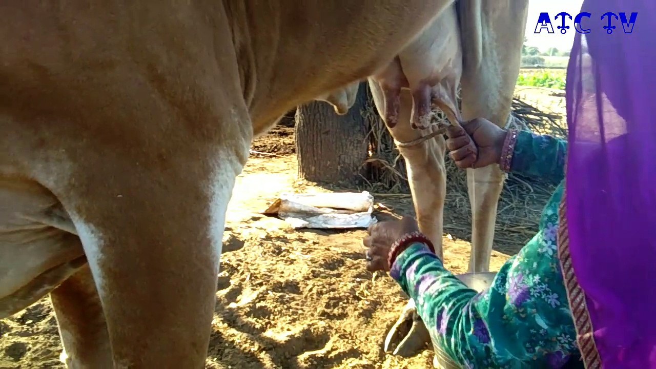 Cow Give Milk Automatically