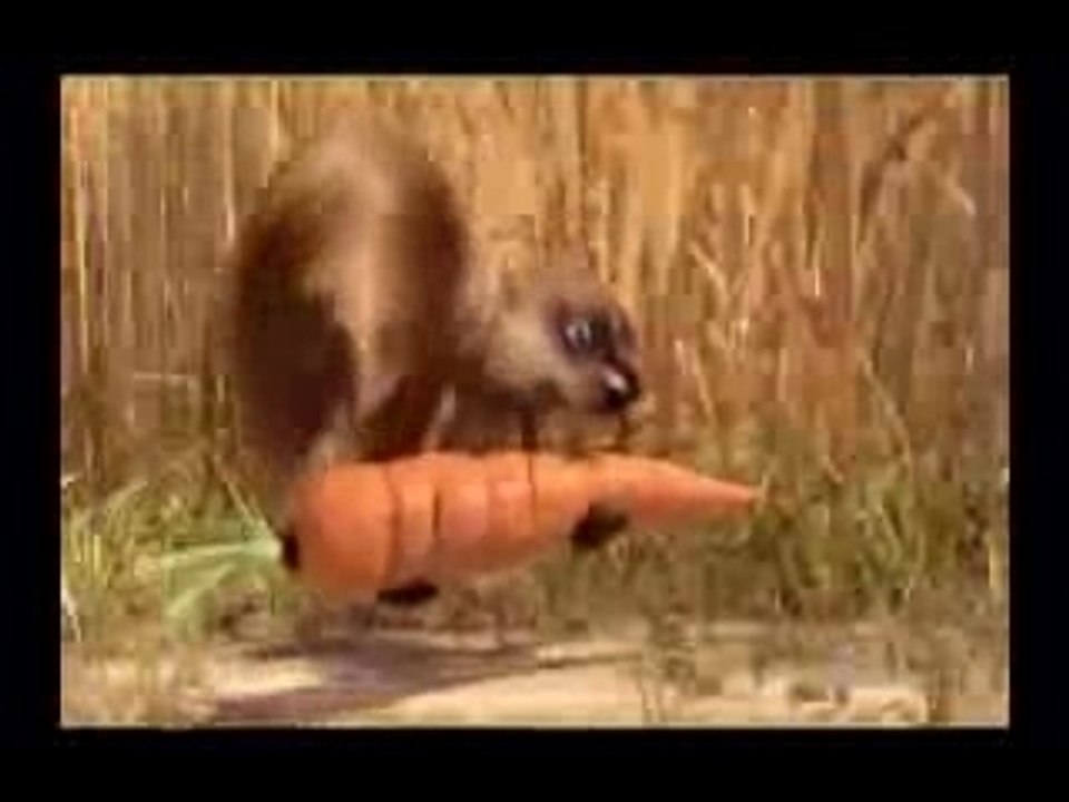 Gopher Broke