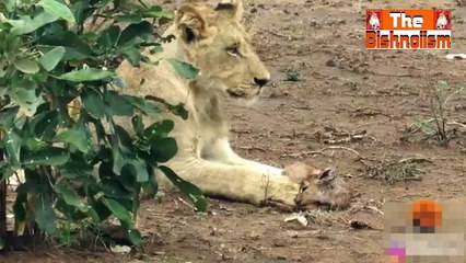 छलकी भूखे शेर की ममता, बिन मां के हिरण के बच्चे को दी नई जिंदगी || The Bishnoiism ||