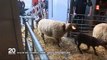 Une vache tente de s'échapper du Salon de l'Agriculture à Paris - Regardez