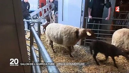 Une vache tente de s'échapper du Salon de l'Agriculture à Paris - Regardez