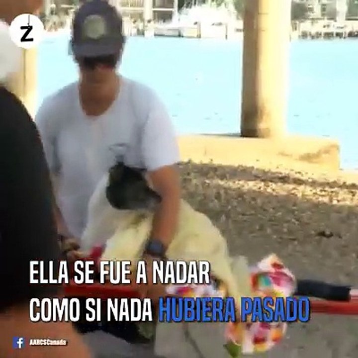 Adolescente de 16 años lanzó a su perro desde un puente alegando que “podía volar” ¡QUÉ HORROR!