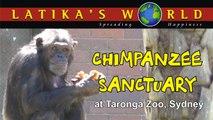 CHIMPANZEE SANCTUARY AT SYDNEY TARONGA ZOO AUSTRALIA LATIKAS WORLD