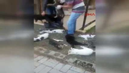 Alanya'da 30 Kedi Zehirlenerek Telef Oldu