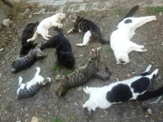 Alanya'da 30 Kedi Katledildi! Hayvanseverler İsyan Etti