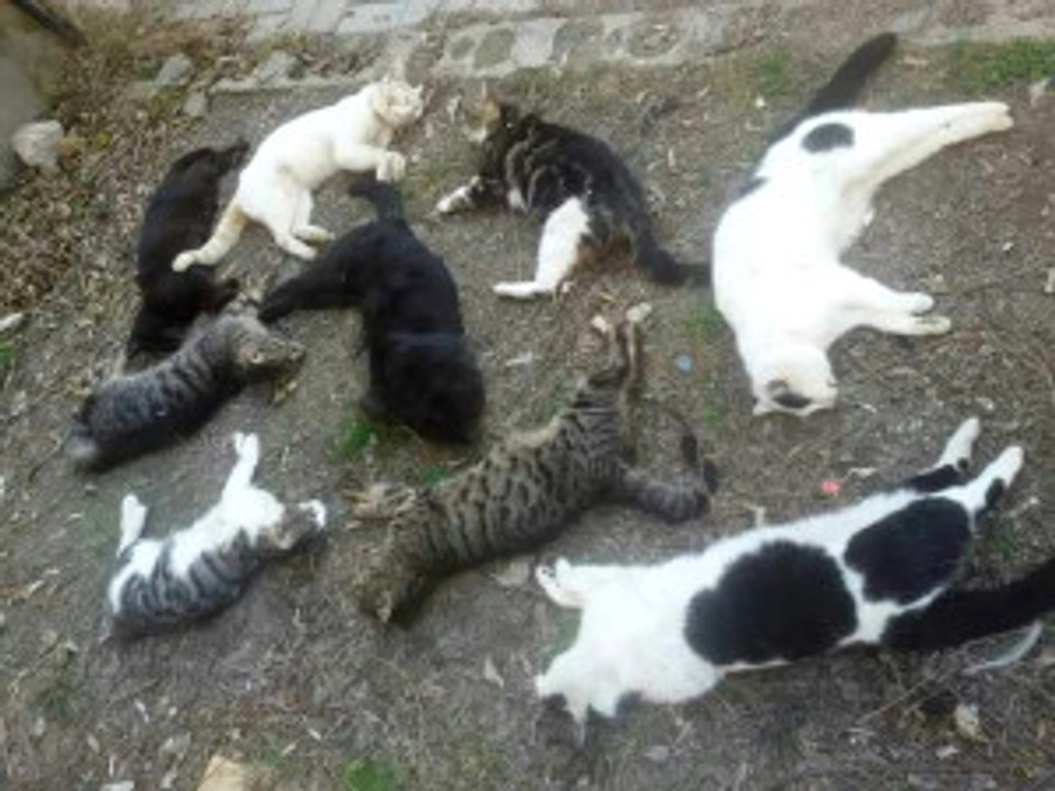 Alanya'da 30 Kedi Katledildi! Hayvanseverler İsyan Etti