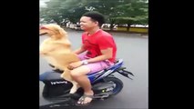 Dogs just never fail to make us laugh - Funny dog compilation 2017 - Dogs 2017