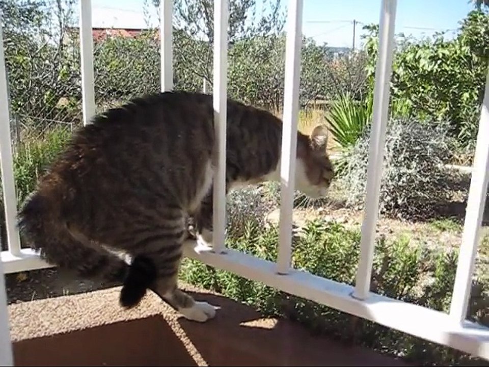 Aggressive cat talking to another cat - subtitle translation