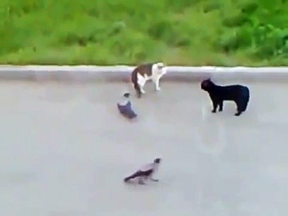 Angry Cat attacks another Сat - Death Battl