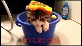 Funny Cats Compilation [Must See] Funny Cat Videos Ever