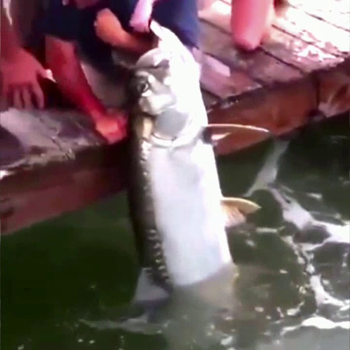 fish catchiing technique